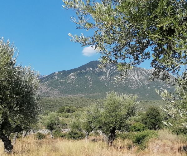 Image No.12-Terrain à vendre à Kardamyli