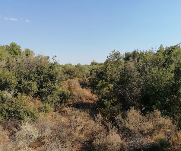 Image No.18-Terrain à vendre à Kardamyli