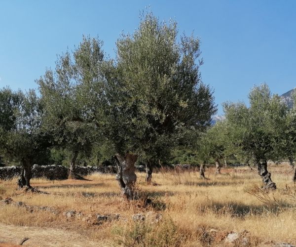 Image No.13-Plot for sale