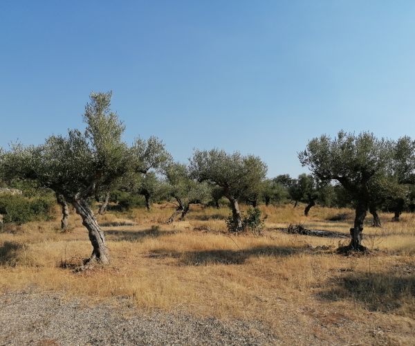 Image No.9-Plot for sale