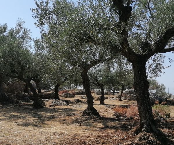 Image No.39-Maison de 4 chambres à vendre à Kardamyli