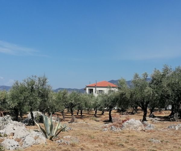 Image No.42-Maison de 4 chambres à vendre à Kardamyli