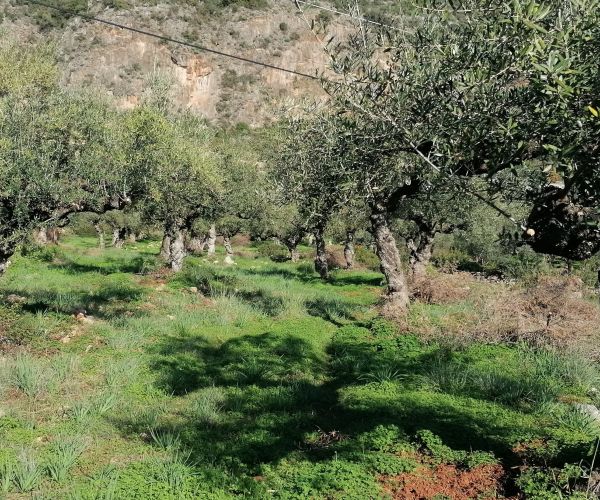Image No.50-Maison de 5 chambres à vendre à Kardamyli