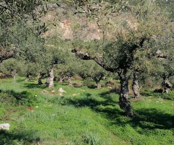 Image No.52-Maison de 5 chambres à vendre à Kardamyli