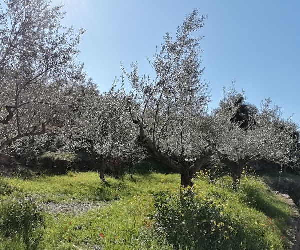 Image No.61-Maison de 3 chambres à vendre à Kardamyli