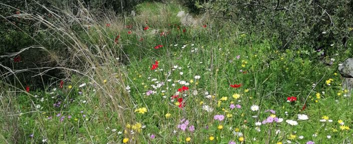 Image No.3-Plot for sale