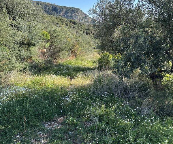 Image No.11-Plot for sale