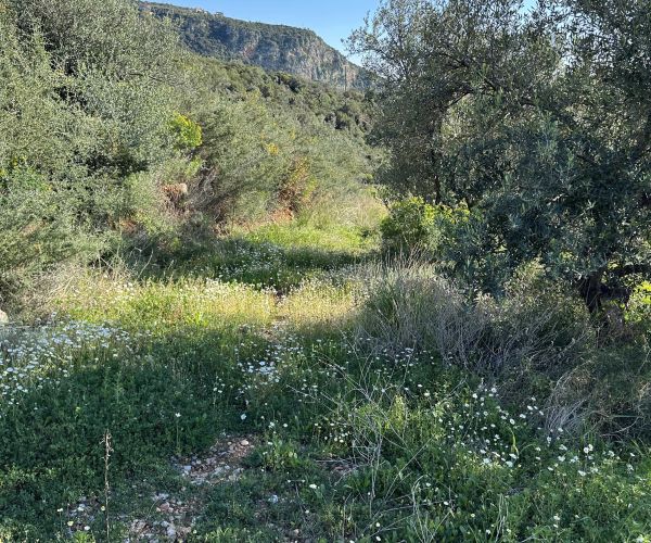 Image No.12-Plot for sale