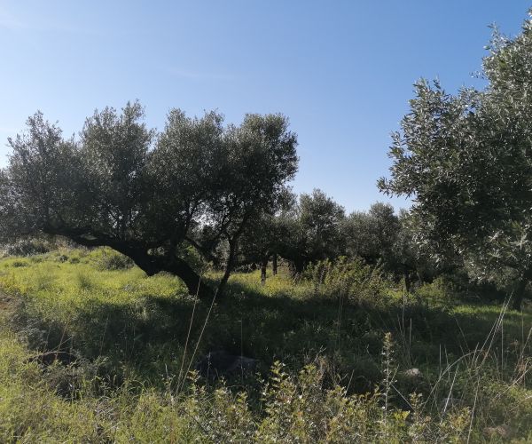 Image No.5-Plot for sale