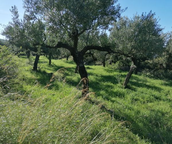 Image No.8-Plot for sale