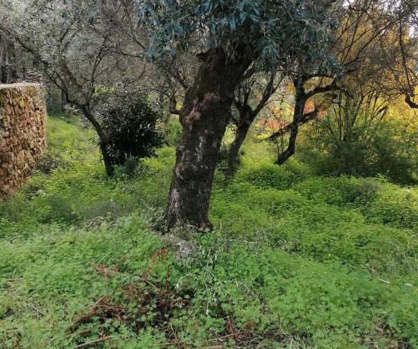 Image No.9-Maison de 3 chambres à vendre à Kardamyli