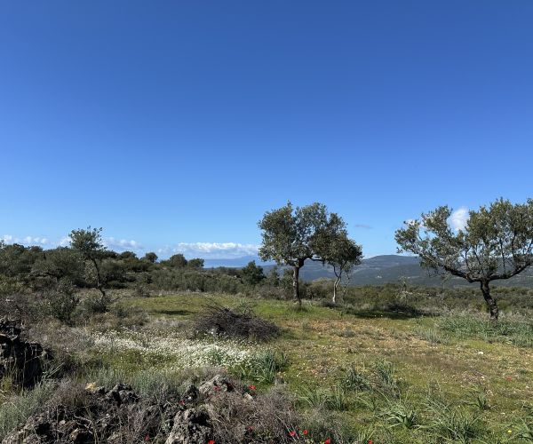 Image No.11-Plot for sale