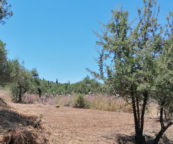 Image No.4-Plot for sale
