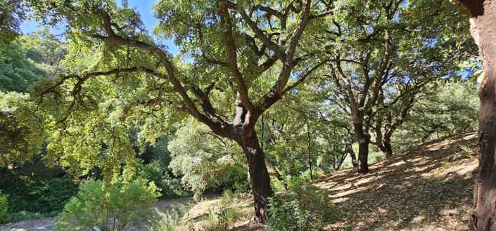 Image No.11-Terrain à vendre à Casares