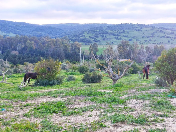 Image No.33-Maison de 3 chambres à vendre à San Martin del Tesorillo