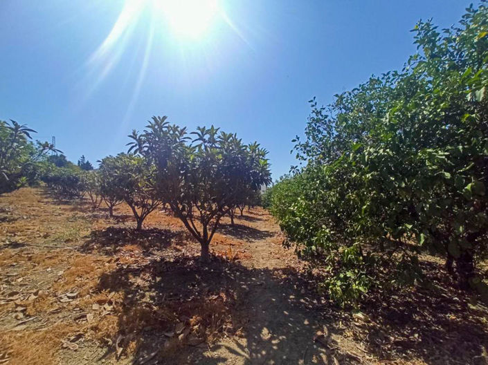 Image No.2-Finca de 3 chambres à vendre à Estepona