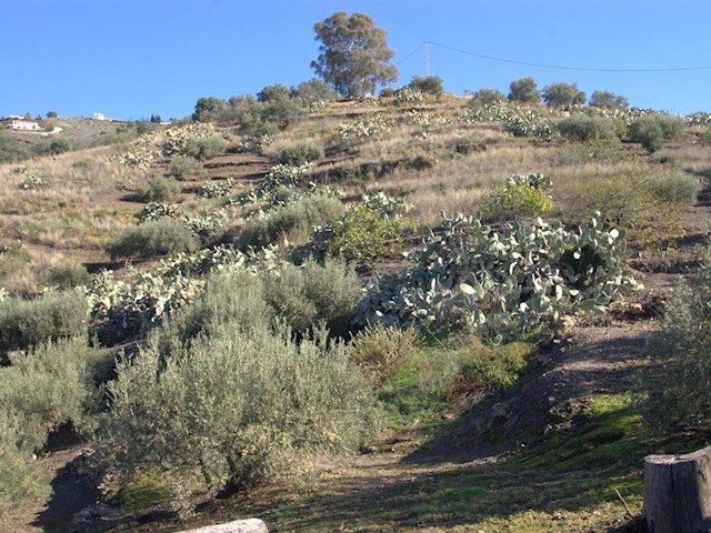 Image No.10-Finca de 1 chambre à vendre à Torrox