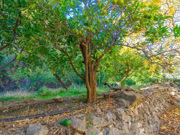 1 - Canillas de Albaida, Land