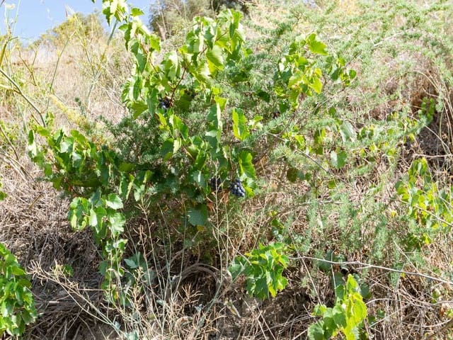 Image No.12-Terre à vendre à Torrox
