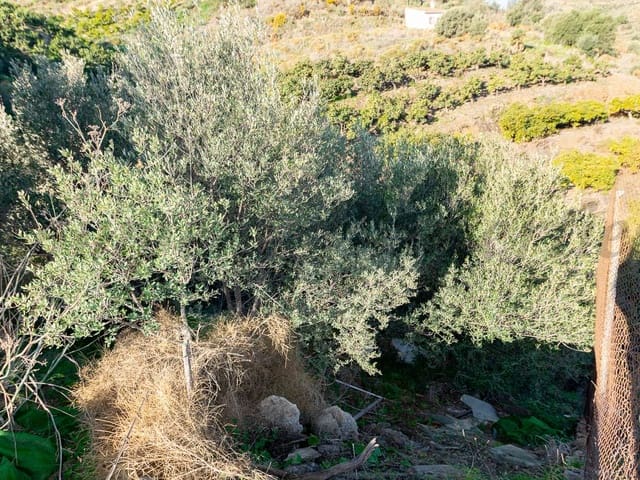 Image No.3-Terre à vendre à Torrox