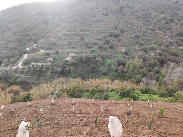 Image No.1-Terre à vendre à Torrox