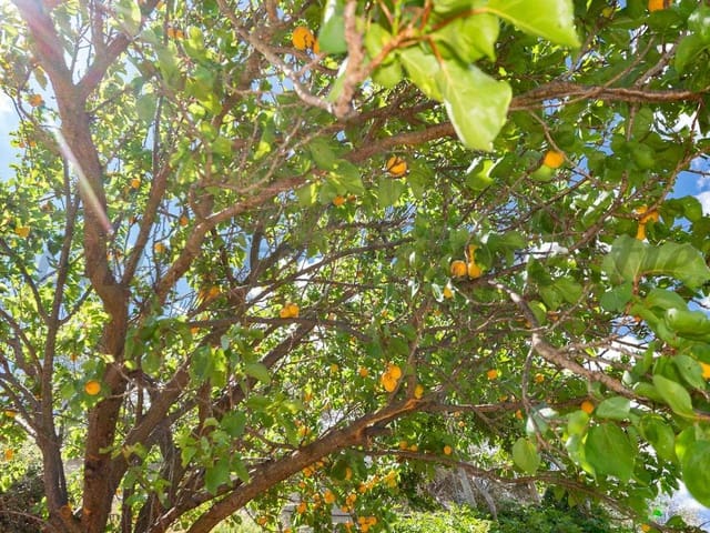 Image No.4-Finca for sale