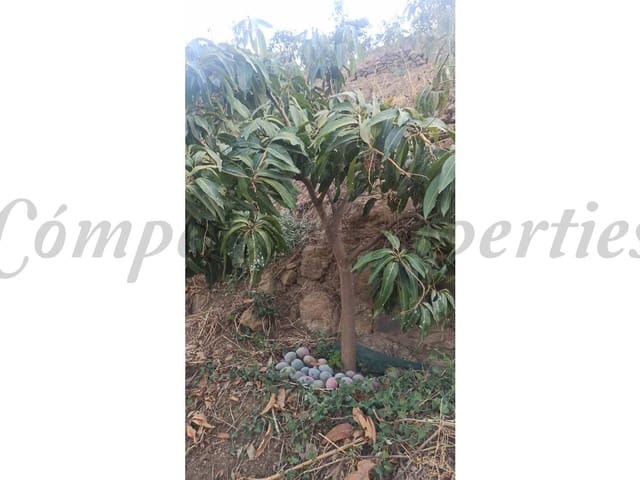 Image No.3-Terre à vendre à Frigiliana