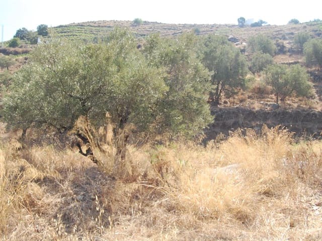 Image No.1-Terre à vendre à Cómpeta