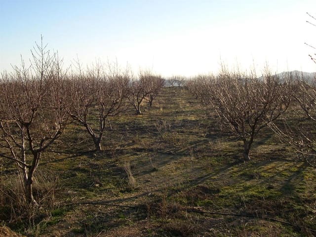 Image No.1-Terre à vendre à Canillas de Albaida
