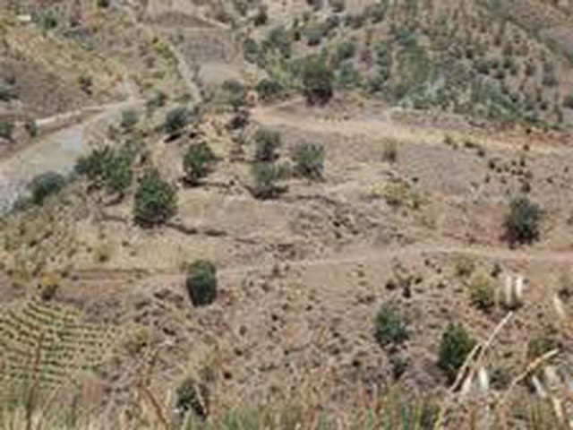 Image No.8-Terre à vendre à Sedella