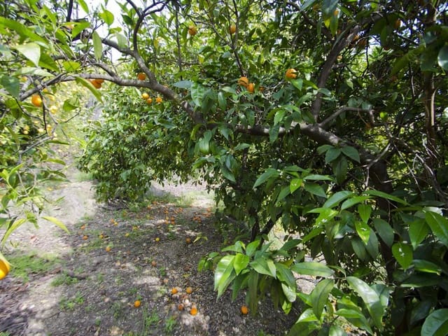 Image No.3-Finca for sale