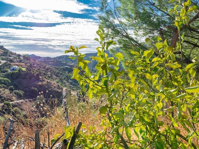 Image No.9-Finca de 2 chambres à vendre à Cómpeta