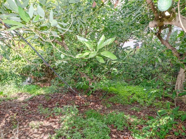 Image No.4-Terre à vendre à Canillas de Albaida