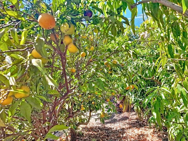 Image No.37-Villa de 4 chambres à vendre à Vélez-Málaga