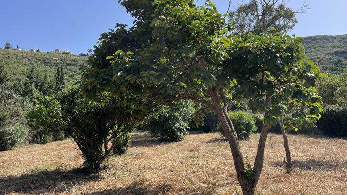 Image No.21-3 Bed Finca for sale