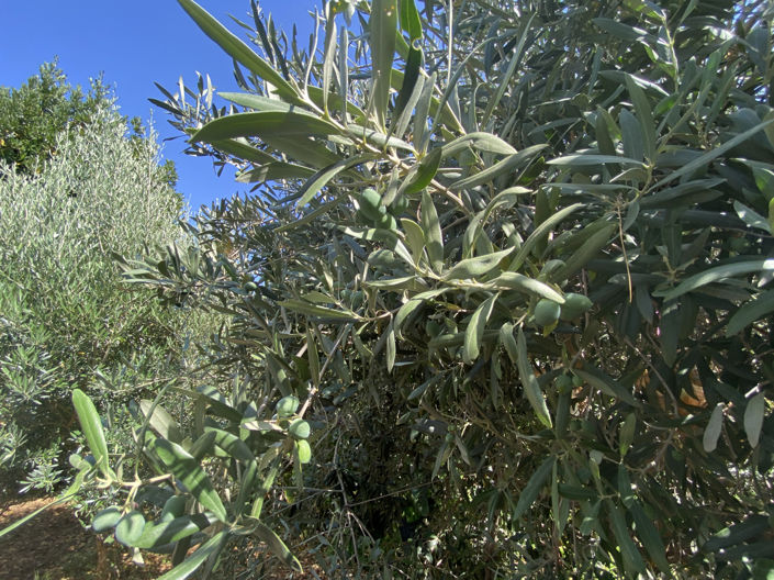 Image No.20-3 Bed Finca for sale