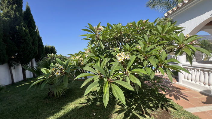 Image No.29-3 Bed Finca for sale