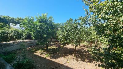 Garden-1