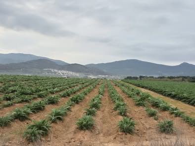 Image No.2-Propriété à vendre à Hondón de las Nieves