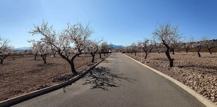 Image No.41-Villa de 4 chambres à vendre à Pinoso
