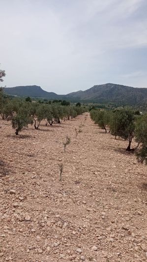 Image No.2-Land for sale