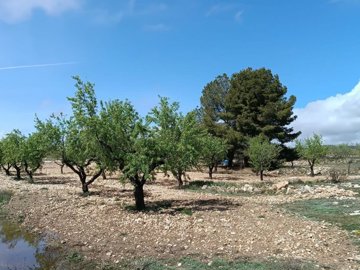 wwhatsapp-image-2025-04-02-at-111659