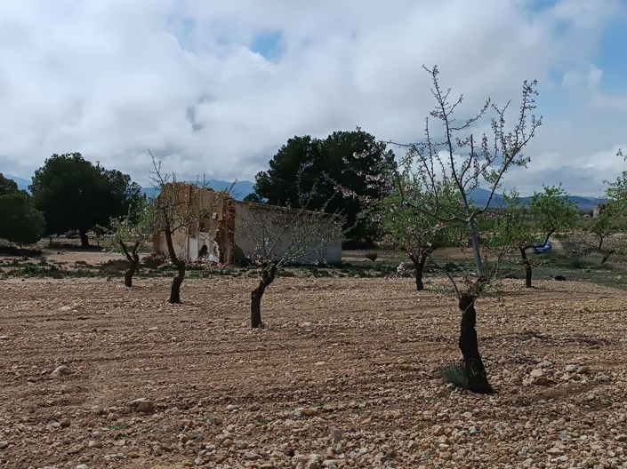 Image No.15-Terre à vendre à Yecla