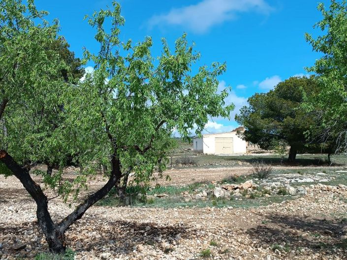 Image No.16-Terre à vendre à Yecla