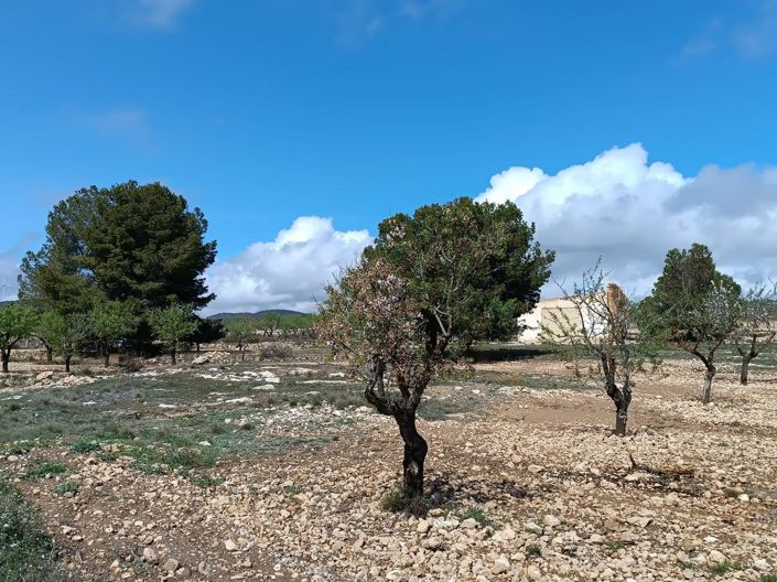 Image No.19-Terre à vendre à Yecla