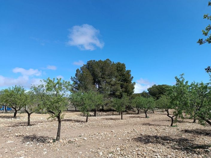 Image No.22-Terre à vendre à Yecla