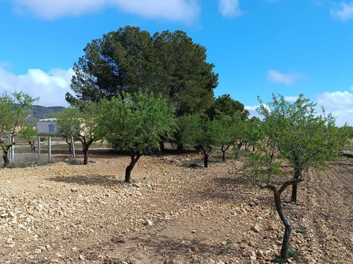 Image No.25-Terre à vendre à Yecla