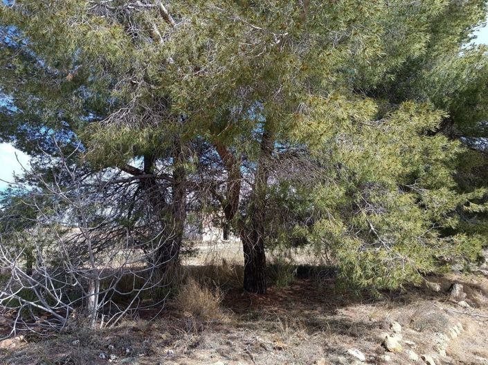 Image No.5-Terre à vendre à Yecla