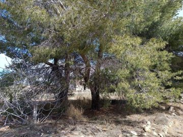 wwhatsapp-image-2025-04-02-at-111707