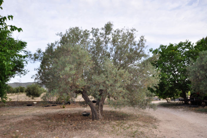 Image No.13-3 Bed Country House for sale